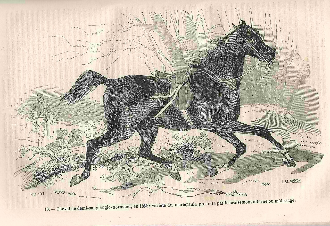 Merlerault horse