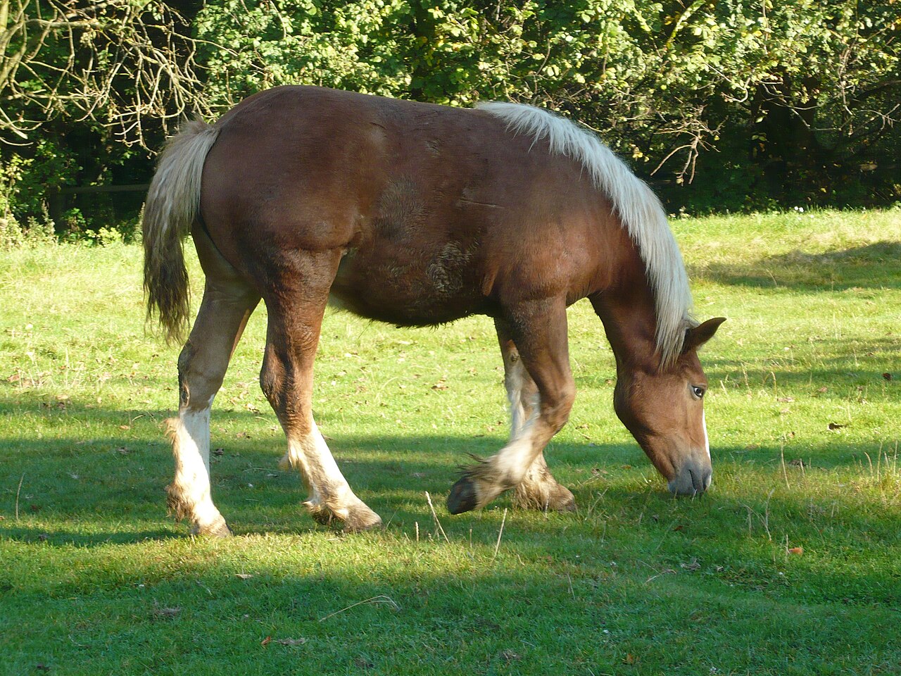Sokolsky horse