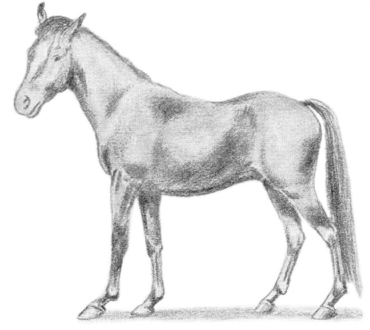 Manipuri pony