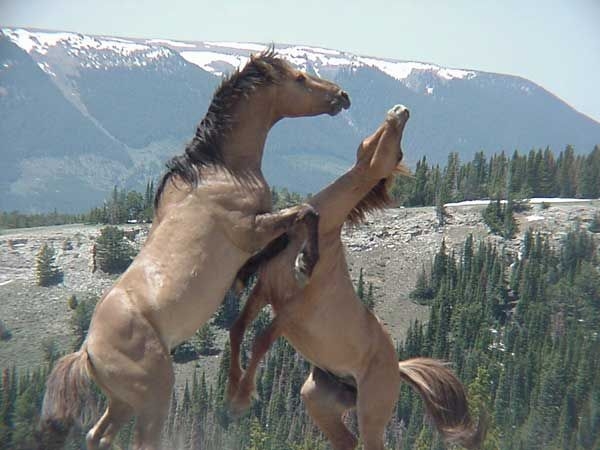 Pryor Mountain Mustang