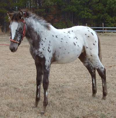 Spanish Jennet Horse