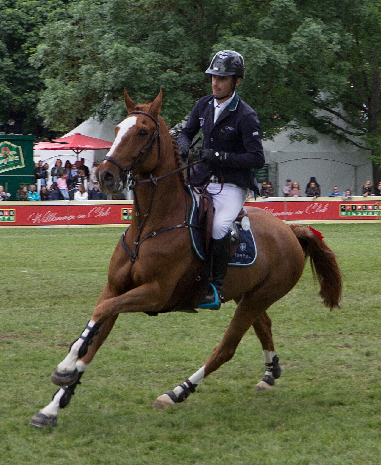 Australian Warmblood