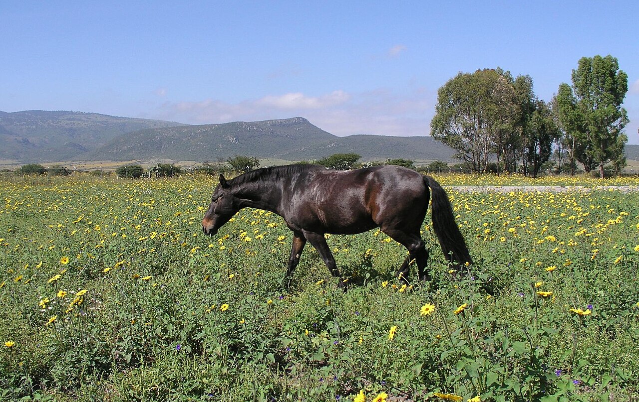 Azteca horse