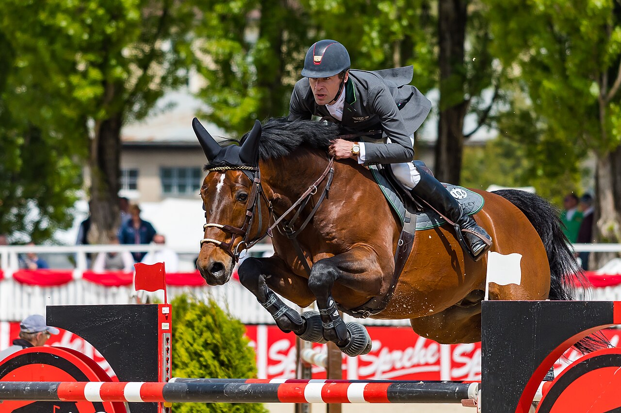 Belgian Warmblood