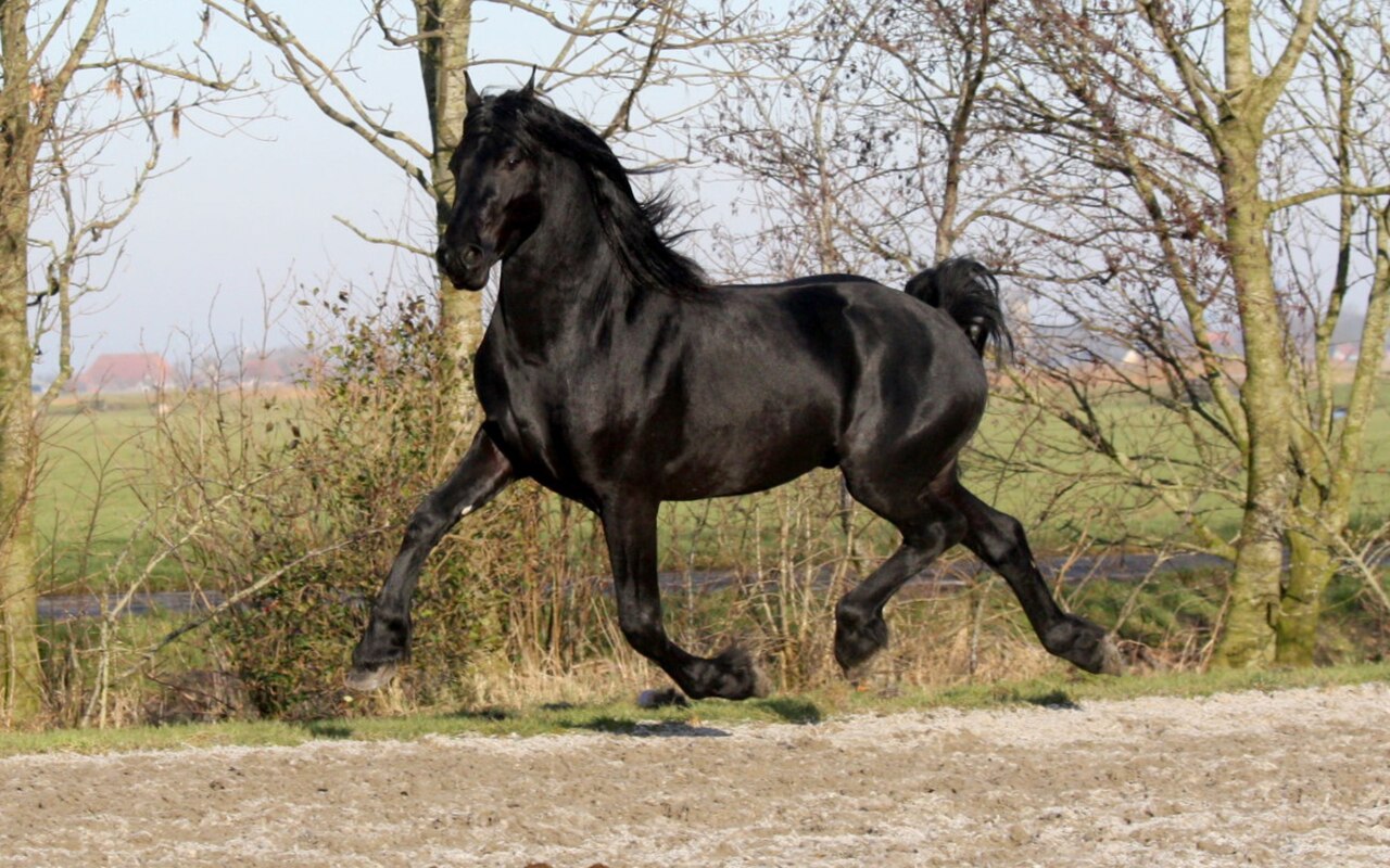 Warlander