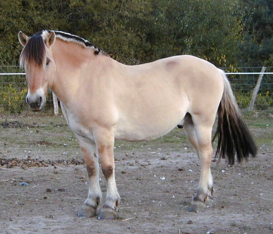 Фіордський кінь