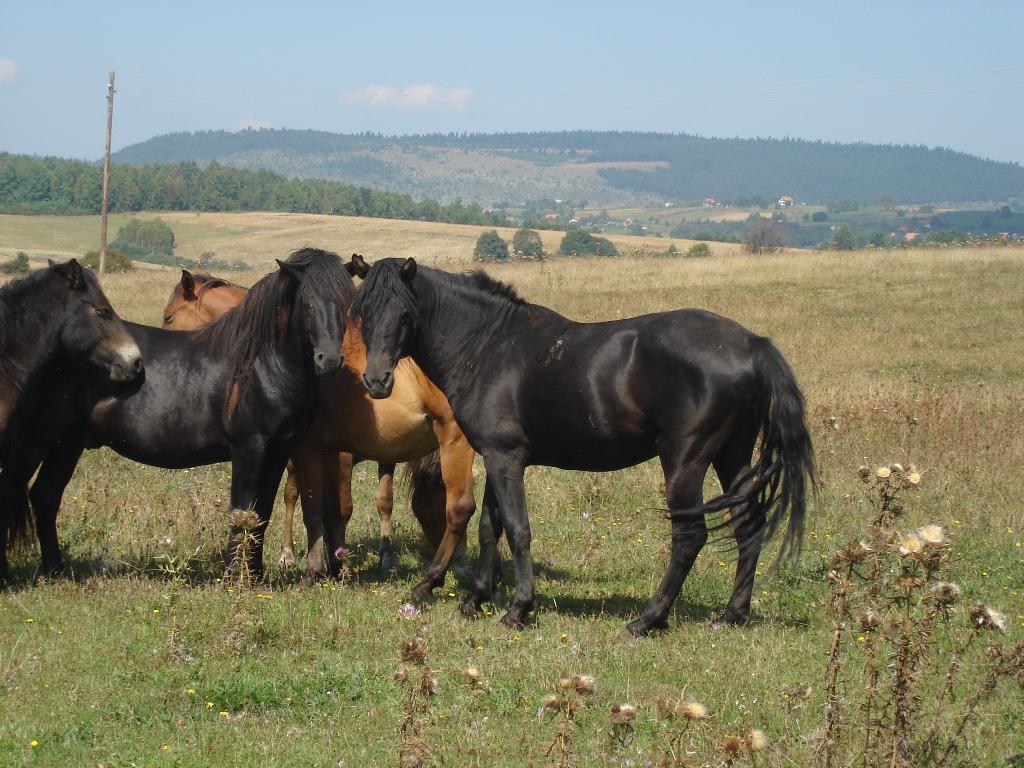 Bosnian Mountain Horse