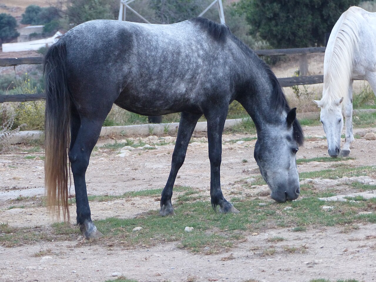 Messara