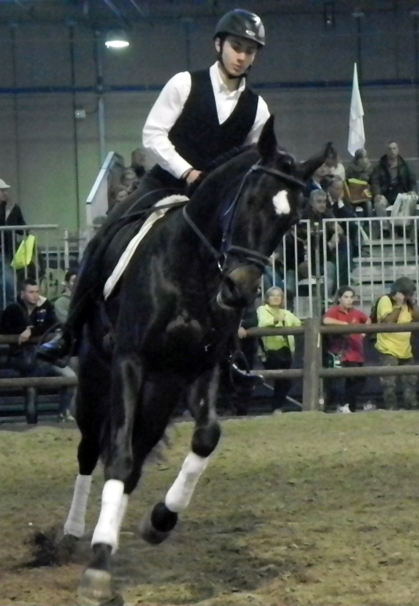 Salerno horse