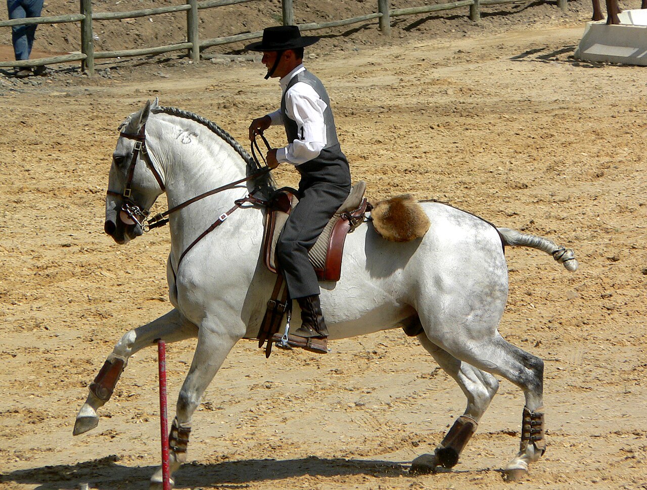 Лузітанський кінь