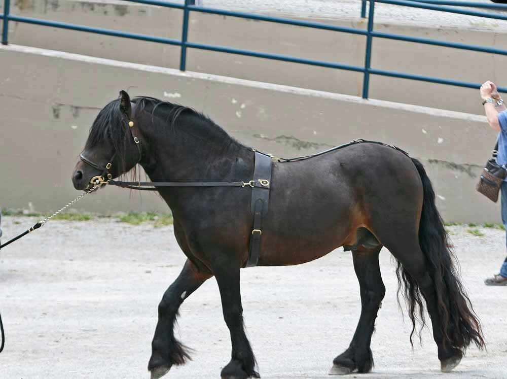 Fell pony