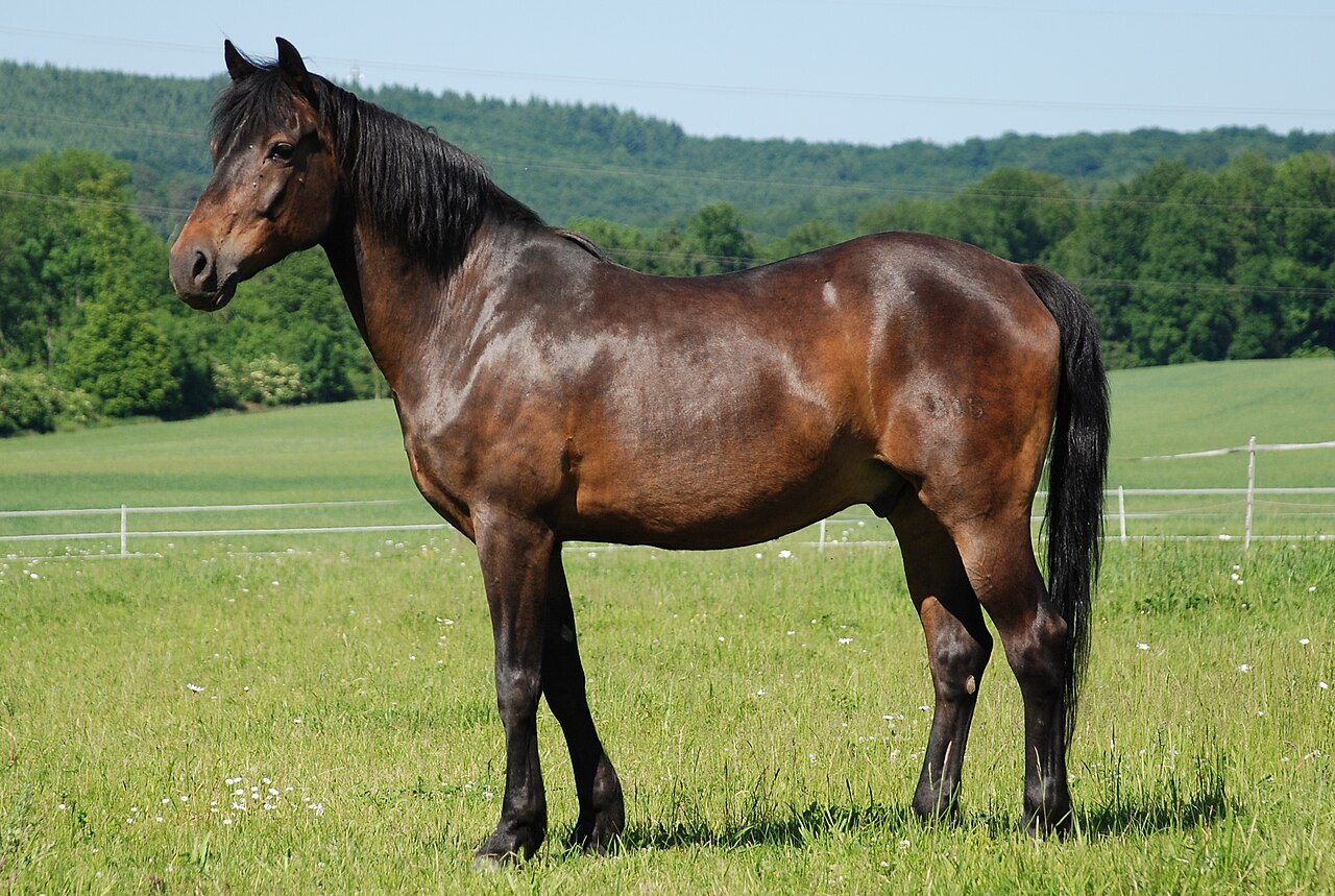 German Riding Pony